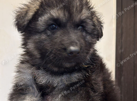 Ready now stunning Kc registered pups