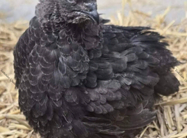 Coturnix Quail hatching eggs & live birds