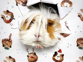 Guinea Pig Sanctuary Spaces