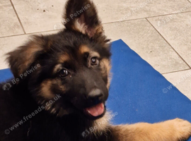 Pedigree German Shepherd puppies ready now