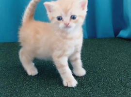 Mixed breed kittens .