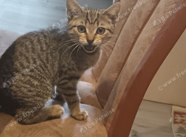 Tabby girl kitten