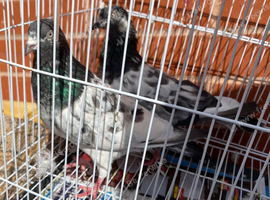 Pigeons to rehome