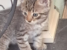 Mackerel male kittens