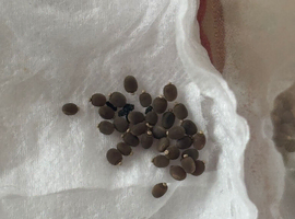Stick insects eggs due to hatch In a couple months