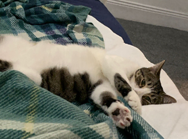 Female cat