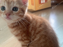 3 Kittens ready for their forever home