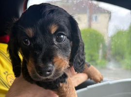 Miniature Dachshund Puppy