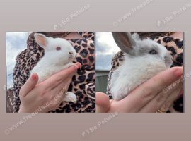 Gorgeous 7-Week-Old Baby Mini Lop Rabbits