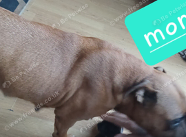 Staffordshire bullterrier x sharpei