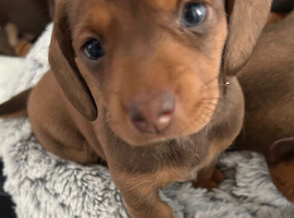 Miniature dachshund ready to go last 2