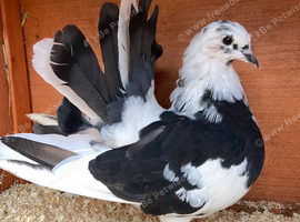 Black and white Pied Indian Fantail