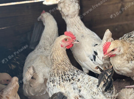 Young roosters