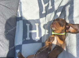Dapple dachshund