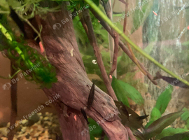 Cherry shrimps