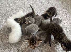 Kittens