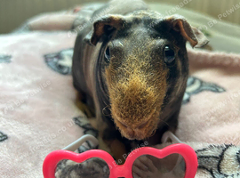 Male Neutered Skinny Pig
