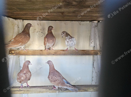Pigeon