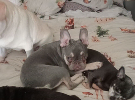Female grey 14 months old Frenchie