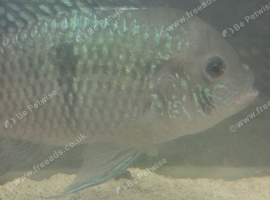 3 blue acara free to good home need gone asap