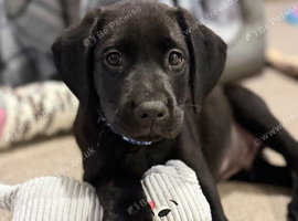 Labrador Retriever Puppy KC Registered