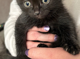 Little black kitten