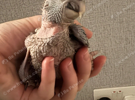 4 baby Hahns macaw hand reared