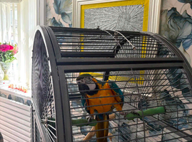Blue & gold macaw