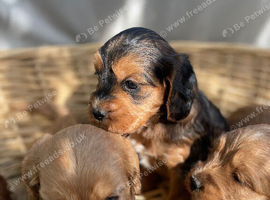 F1 B cavapoo puppies