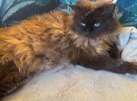 Ragdoll female spayed