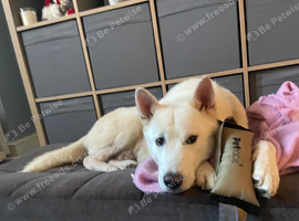 Male huskita