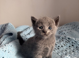 Pure pedigree Tica registered Russian blue kittens