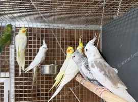 Cockatiel parrot