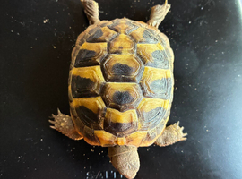Hermannns Hatchling.