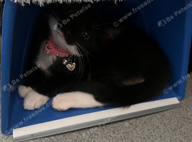 Kitten seeking lovely family home