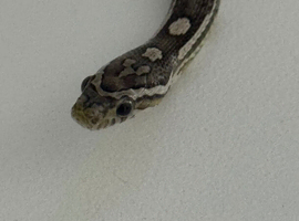 Beautiful female snake
