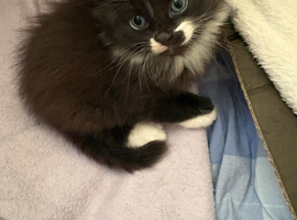 Two kittens looking for their furever home
