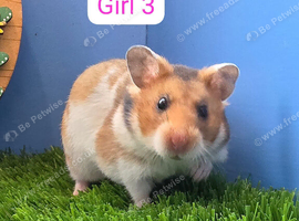 Baby Syrian Hamster Girl Female