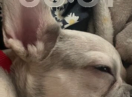 4month French bulldog