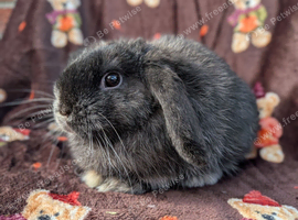 Mini lop