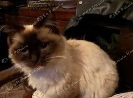 Birman Seal Point last seen around Gladstone road