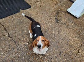 Basset hound