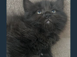 Bombay cross kittens