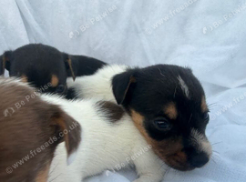 Beautiful Puppies Ready for Their Forever Homes