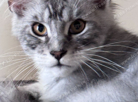 Gorgeous Maine Coon males with GCCF pedigree for sale