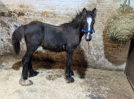 6 month old colt cob