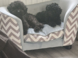 Toy poodle 9weeks old