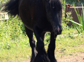 12.2 cob mare