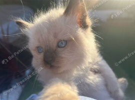 Little Kitten