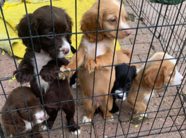 Cocker spaniel puppies, ready to leave.
